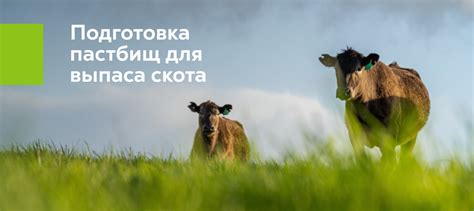 Закрытые пастбища: основа безопасности птицы