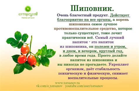 Заморозка барбариса: секреты сохранения витаминов