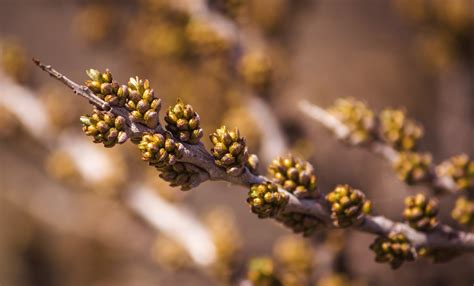 Зачем удаление лишнего Laub und Knospen für Schnittblumen