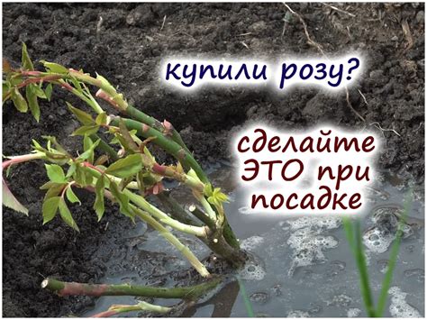 Защита и сохранение саженца розы круглый год