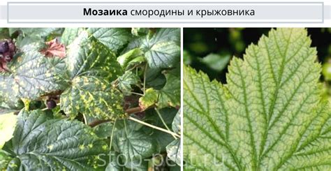 Защита крыжовника от вредителей в осенний период с помощью роликовых сетей