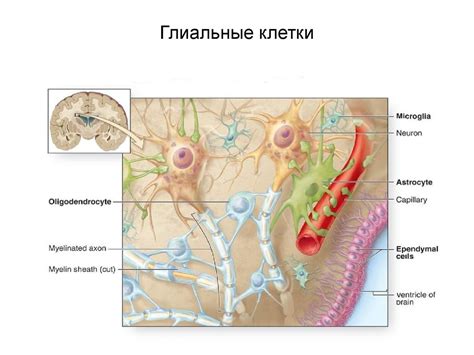 Защитная функция глиальных клеток