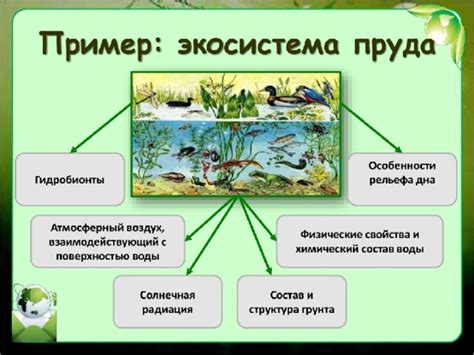 Значение Гольфстрима для экосистемы и влияние на флору и фауну