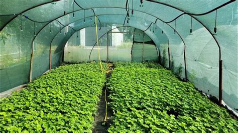Значение выполнения предпосадочной обработки саженцев клубники