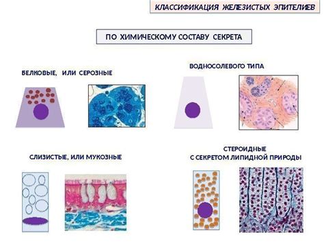 Значение гистологии без атипии в медицине