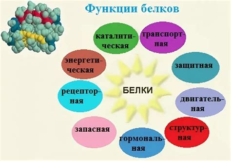 Значение глазного белка в организме человека