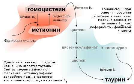 Значение гомоцистеина для организма женщин