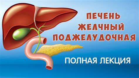 Значение здорового рациона в лечении перекоса желчного пузыря