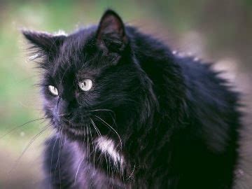 Значение и интерпретация сновидения: гладить черного кота во сне