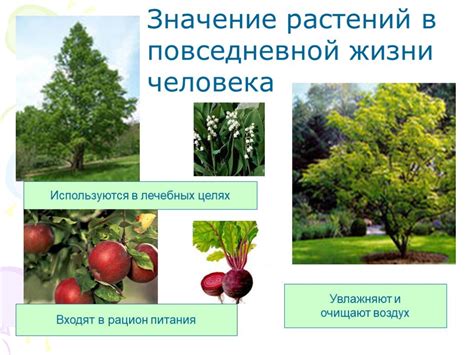 Значение осенней подкормки растений и ее преимущества