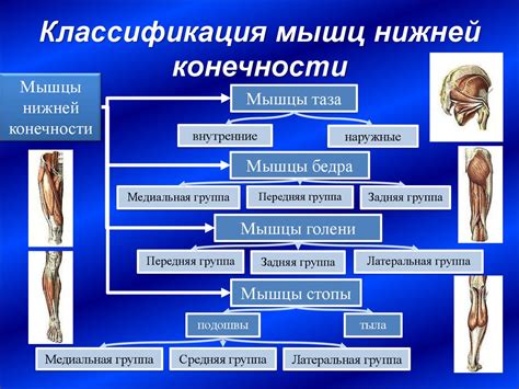 Значение отдыха и восстановления в процессе развития мышц
