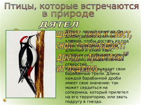 Значение правильного включения дятла: благо и преимущества