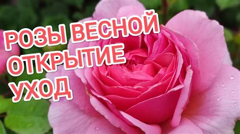 Значение правильного режима полива для распускания розы