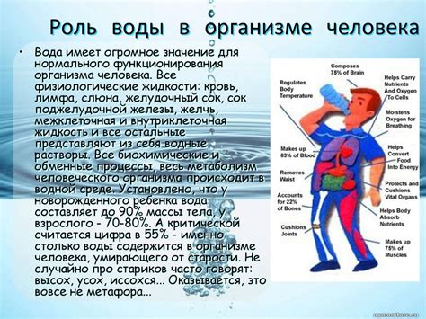Значение простаты в организме и ее роль в здоровье