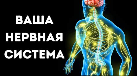 Значение профилактики и заботы о нервной системе для предупреждения дефицита нейронов