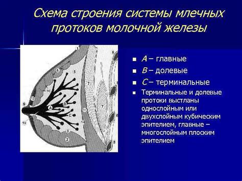 Значение расширенных млечных протоков в организме человека