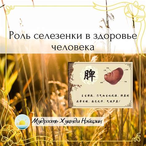 Значение селезенки для здоровья женщины