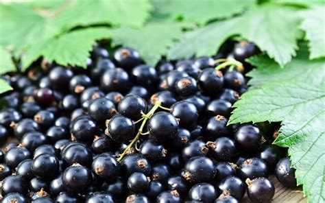 Значение удобрения смородины в осеннее время