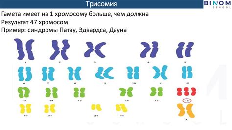 Значимость изучения последствий отсутствия одной из хромосом у развивающегося организма