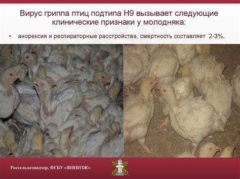 Значимость начального периода развития молодняка птиц