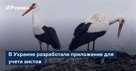 Значимость нид для сохранения популяции аистов