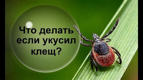 Значимость прослеживания состояния места удаления после воздействия клеща