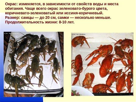 Зоологические особенности сбалансированного рациона в природе