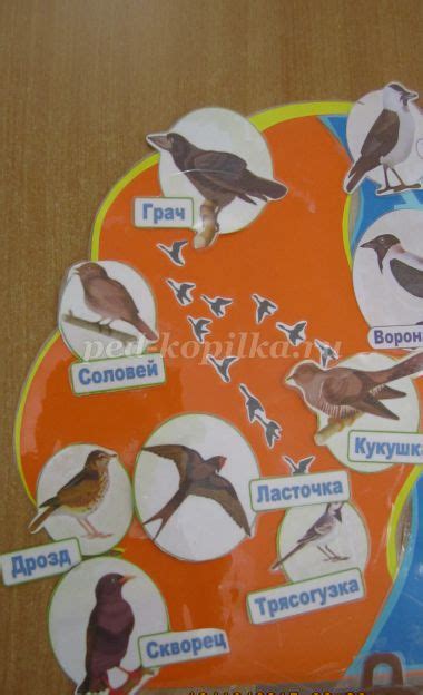 Игры и активности с птицами мира: развиваем творческие и многосторонние навыки
