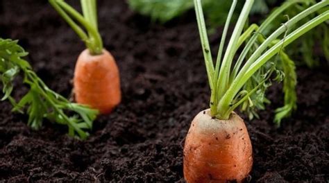 Идеальные культуры для посадки после успеха с морковью
