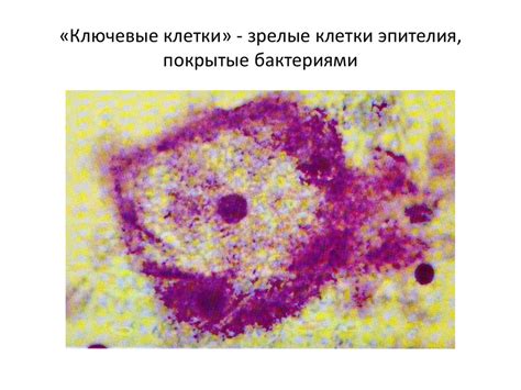 Идентификация и выявление высокой степени повреждения эпителия: ключевые методы