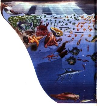 Избегайте повреждения морской флоры и фауны