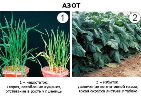 Избыток азота в грунте: причины и меры преодоления