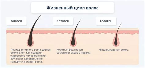 Избыточная продукция мужских гормонов влияет на рост волос на подмышках