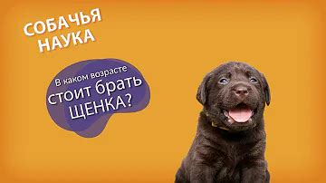Изменение поведения щенка в возрасте 10 месяцев: понимание причин и поиск решений