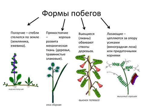 Изменение цвета и формы побегов