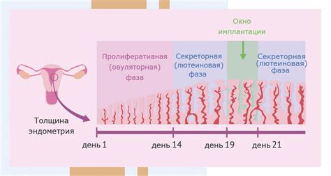 Изменения в регулярности менструации