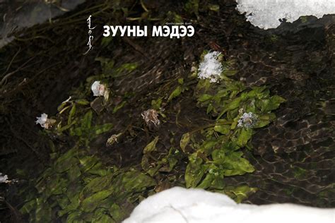 Изучай пристально Хану