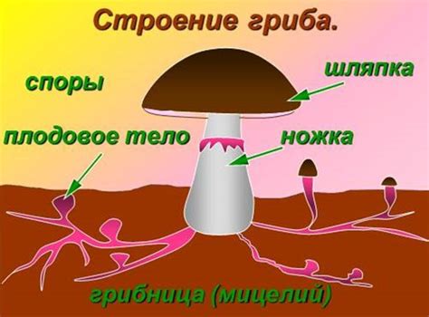 Изучите стебель гриба и его особенности