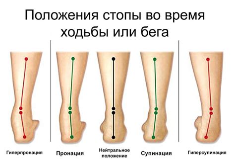 Изучите структуру стопы для правильного расчета давления