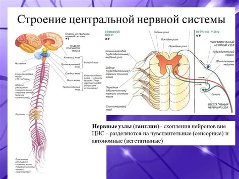 Имматурность центральной нервной системы ребенка