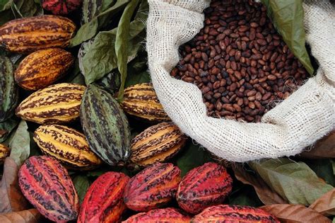 Использование различных видов какао для достижения разнообразных вкусовых оттенков