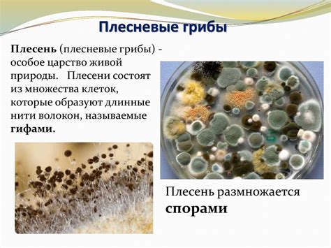 Использование соли для устранения плесени с грибов