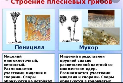Использование сушки для восстановления и сохранения плесневелых грибов