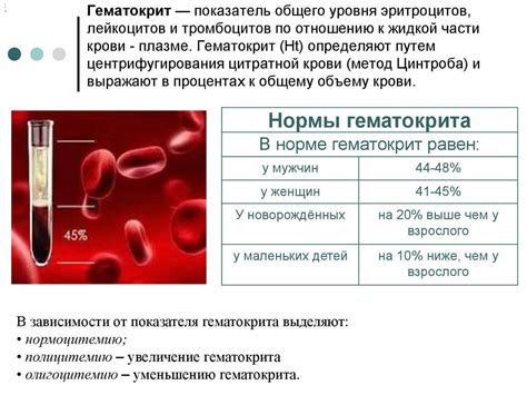 Исследование уровня лейкоцитов в крови: важный показатель здоровья