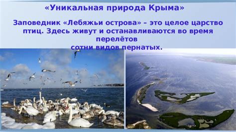 Истории и легенды, связанные с присутствием пернатых обитателей во время природных бедствий
