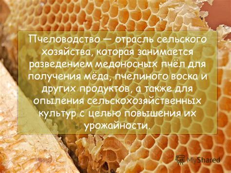 История и значение пчеловодства: изумительная взаимосвязь сот и меда