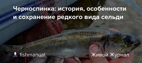 История и состав редкого сплава