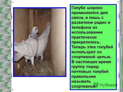 История связи голубей с людьми