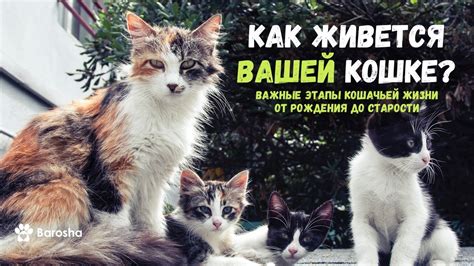 Источники вдохновения для оформления вашей кошачьей зоны комфорта