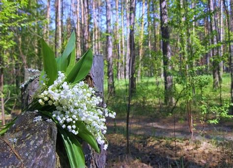 Ищите ландыши в затененных участках лесной растительности